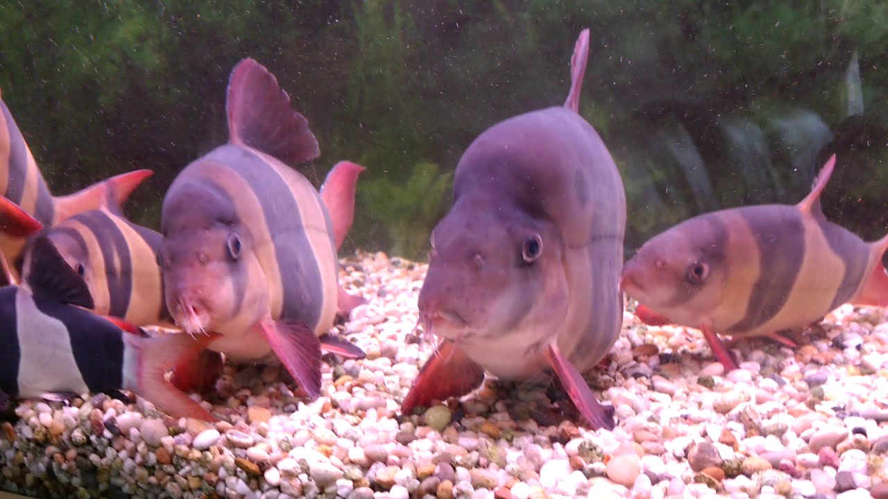 Big Old Clown Loaches UK 22nd Jan 2021