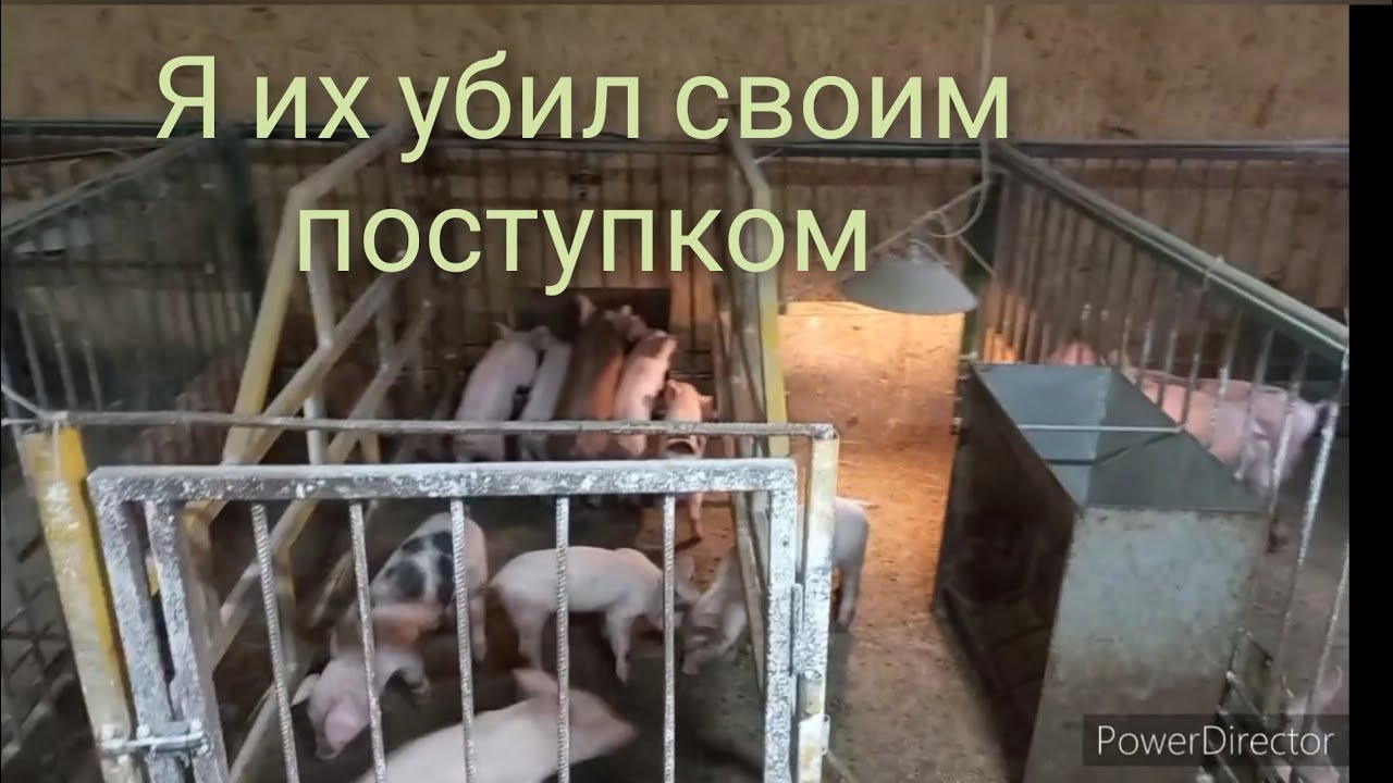 Слабонервн. не смотреть. Отьём поросят от свиноматки.   Как и что делаю?