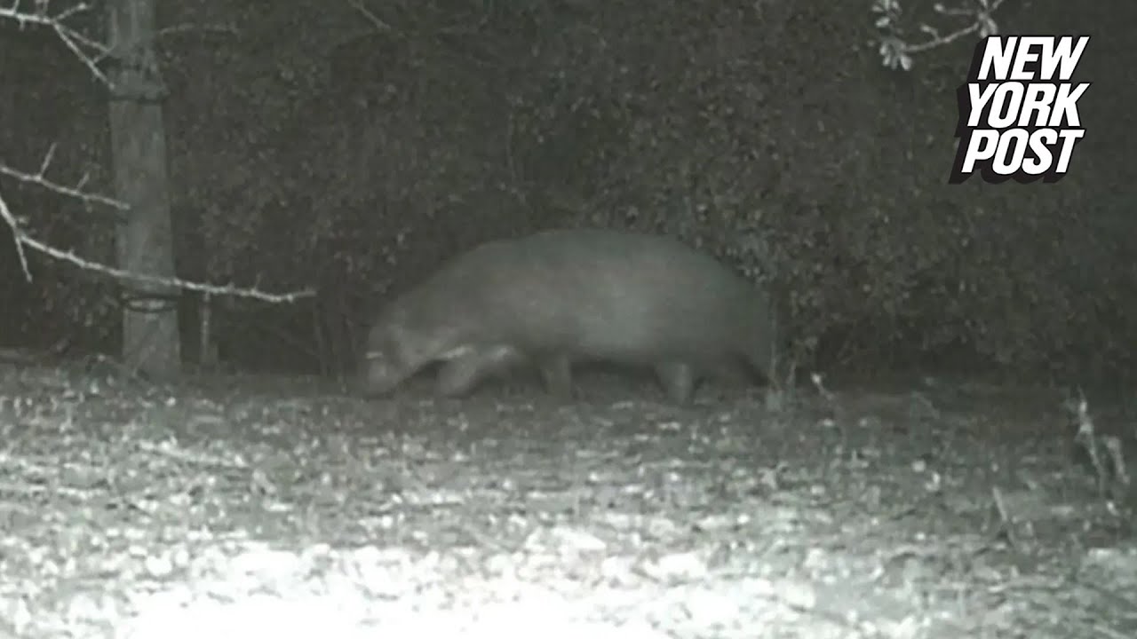 &lsquo;Mystery animal&rsquo; caught on camera in Rio Grande Valley leaves park officials stumped | New York Post