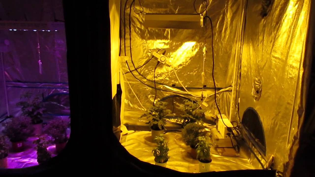 600w HPS vs XML 350 LED - Journal Week 1