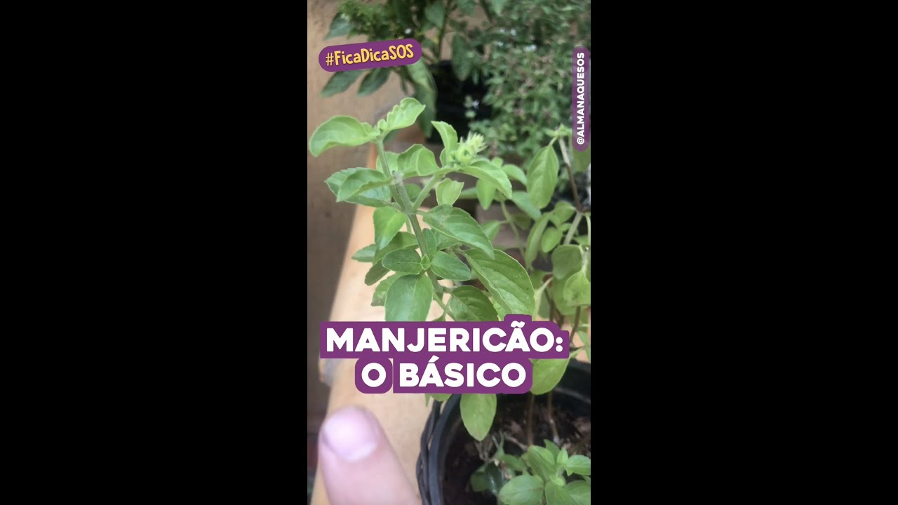 Manjeric&atilde;o: O Que Voc&ecirc; PRECISA Saber #shorts