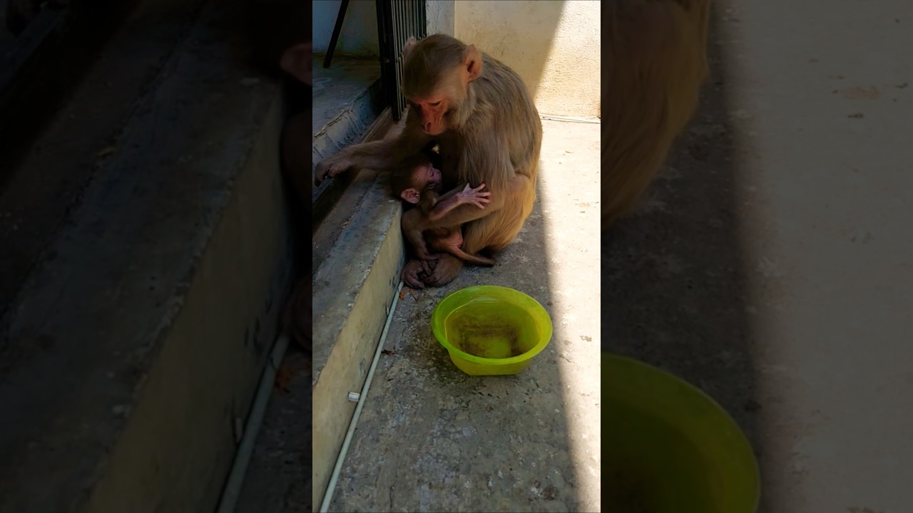 pyasa bandar #monkey #bandar #monkeyvideo