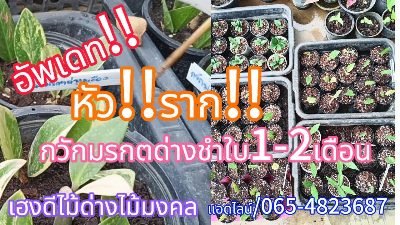 EP.20 เฮงดีไม้ด่างไม้มงคล อัพเดท กวักมรกตด่างชำใบ1-2เดือน ขนาดของหัวและรากจะเป็นแบบไหน มาดูกัน!!