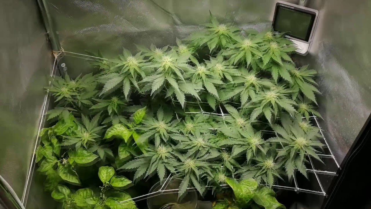 Carolina Reaper & Easy Sativa 25 day flo