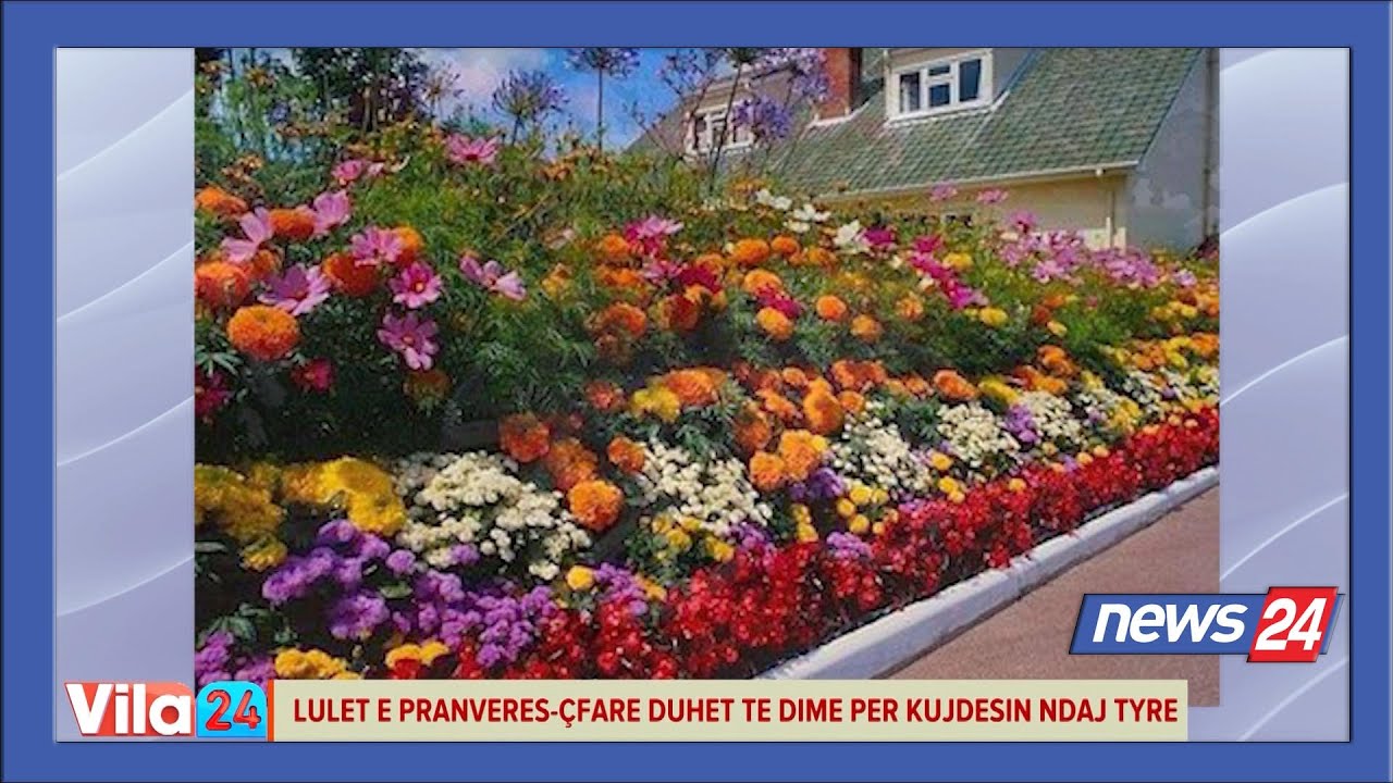 Si të zgjedhim e të kujdesemi për lulet e pranverës, flasin ekspertët