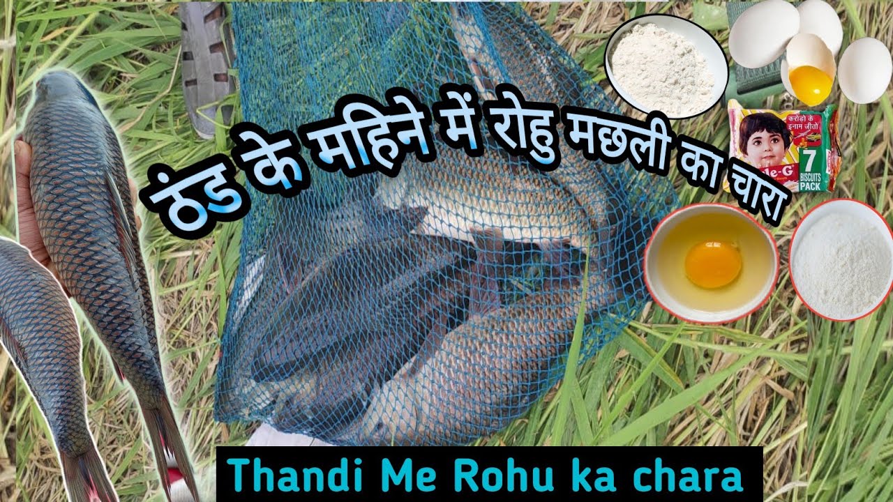 ठंड के महीने में रोहु मछली पकड़ने का चारा || Thandi me rohu ka chara || winter rohu 100% results 