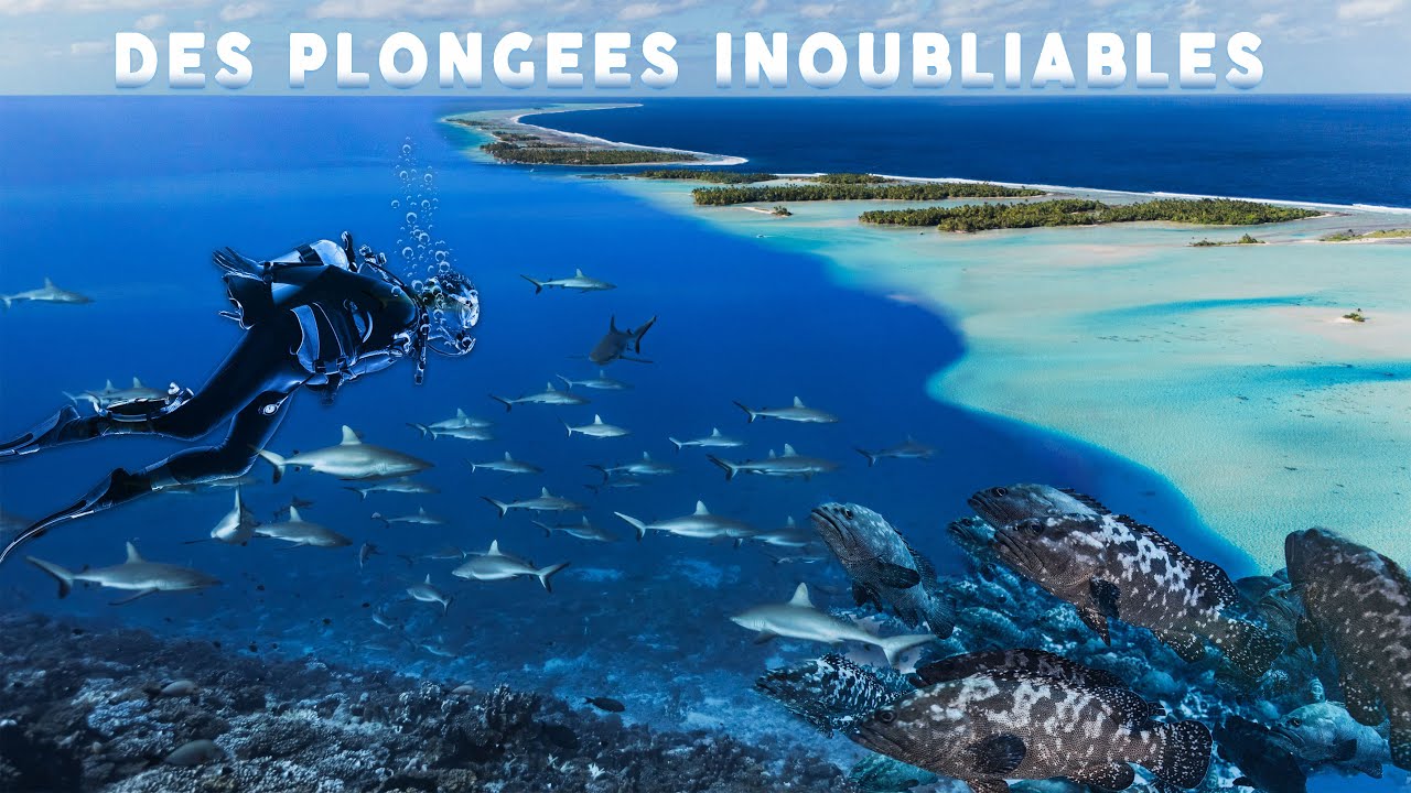 20 000 mérous, 700 requins et 1 hippocampe : récits de plongée