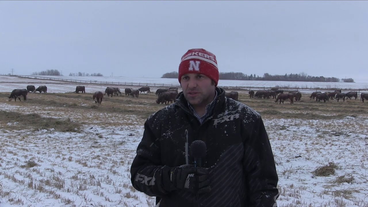 Beef School: pH levels and rumen function