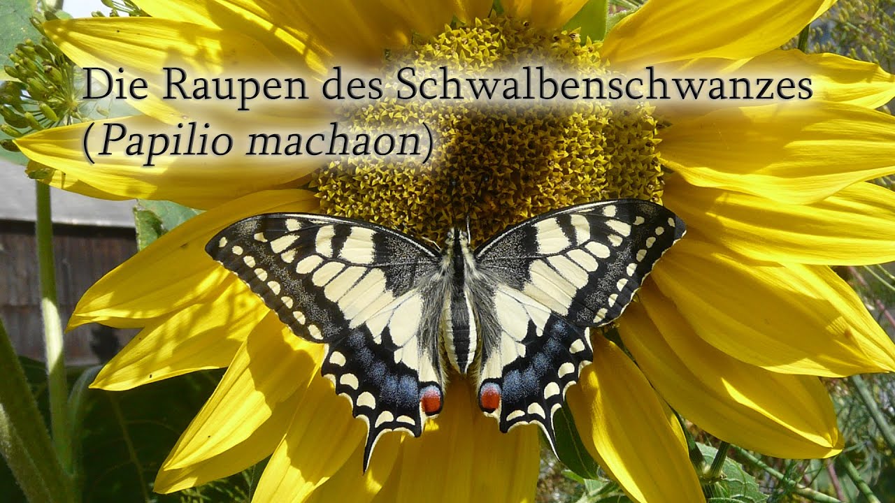 Die Raupen des Schwalbenschwanzes (Papilio machaon)