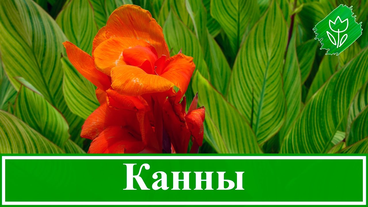 Посадка канны и уход за ней, как хранить канны зимой, канна домашняя и садовая