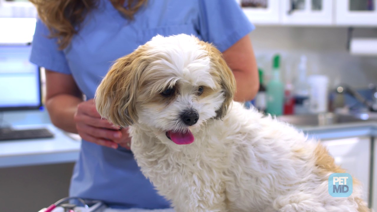 Constipation in Dogs