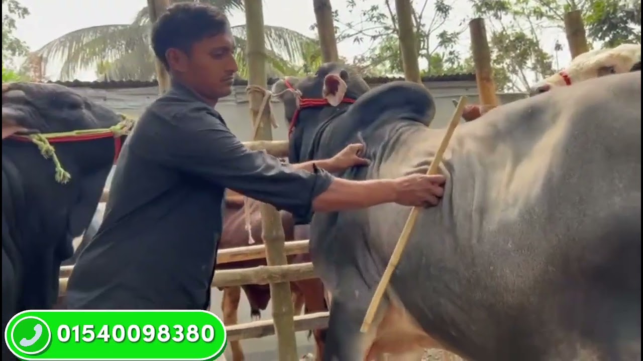 দিনাজপুরের গ্রাম্য বাড়ী খামার উপযোগী সেরা মানের বড় বড় ষাঁড় গরু বিক্রয় করা হবে 09/03/2026|| #cow
