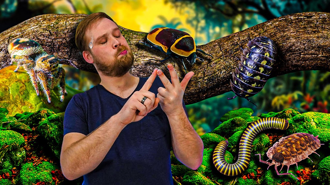 On a fait de GROSSES ERREURS sur le maintien de nos INSECTES ! On CORRIGE tous !!! [ ANI' MOOD ]