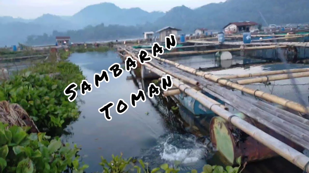 Toman Jatiluhur Berhasil Landed | Sambaran bertubi-tubi with Hyniix Boat