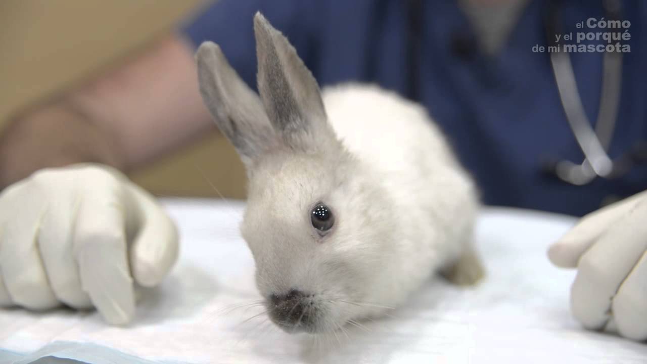 CONEJOS - ¿Qué pasa cuando el conejo tuerce la cabeza?  Síndrome vestibular en conejos