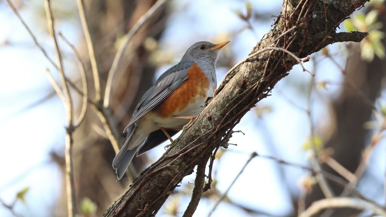 숲에서 들려오는 아름다운 새소리 - 되지빠귀 울음소리(Beautiful birdsong from the forest - The sound of a thrush)