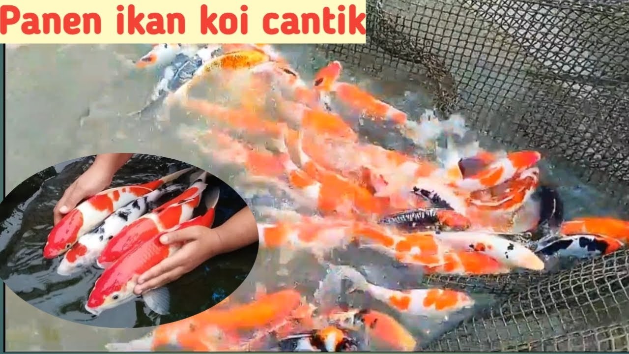 panen ikan koi cantik #koicantik #fyp #viral #panen #ikanhias #shorts