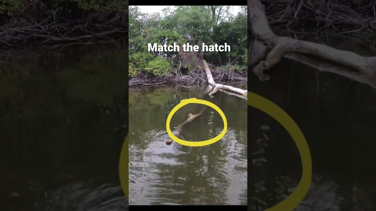 How to catch flathead catfish 