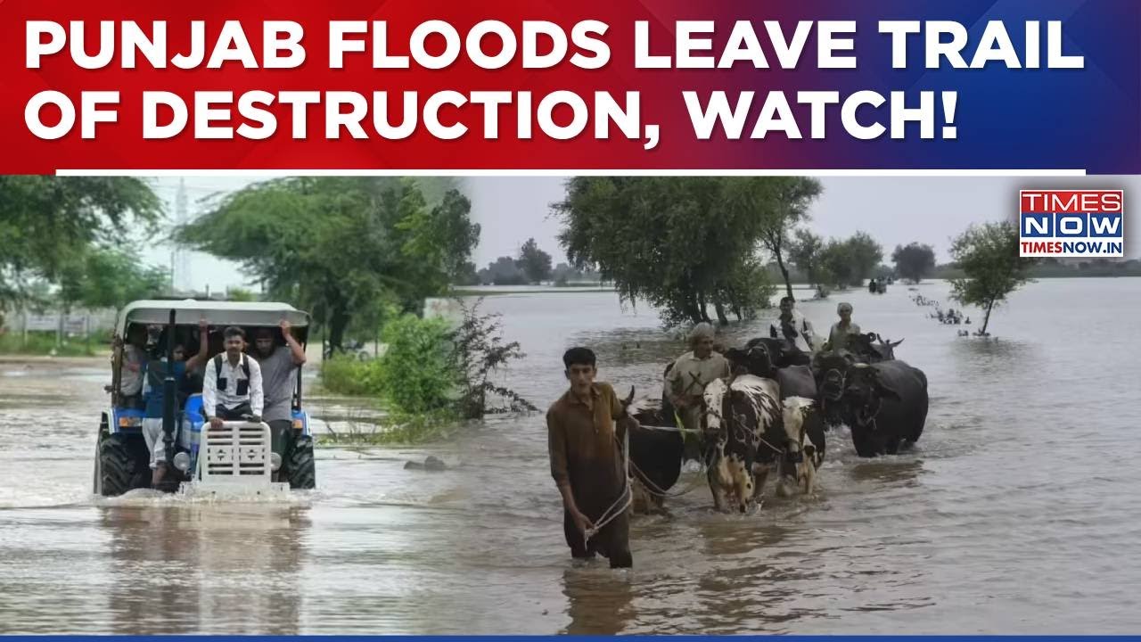 Punjab Floods Claim 40+ Lives, Many Missing As Villages Remain Submerged, Politics Erupts