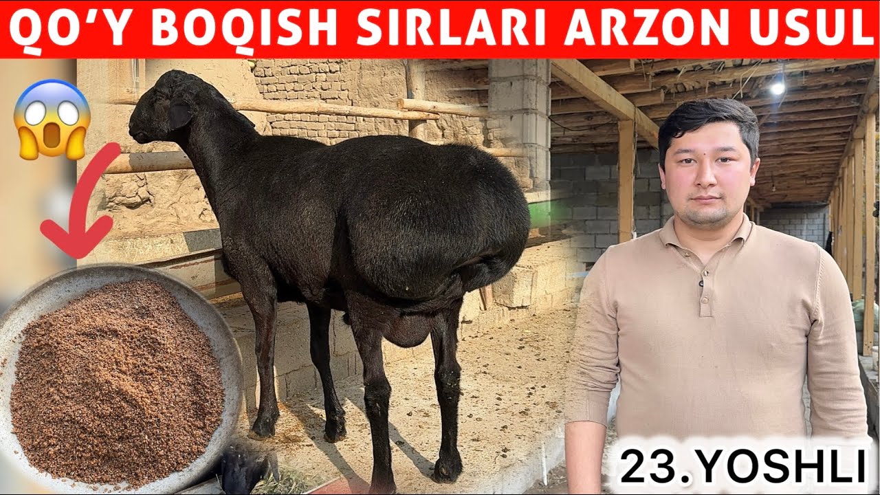 23 YOSHLI YIGITDAN QO‘Y BOQISH SIRLARI 💰 KATTA DAROMAD 2025 😱