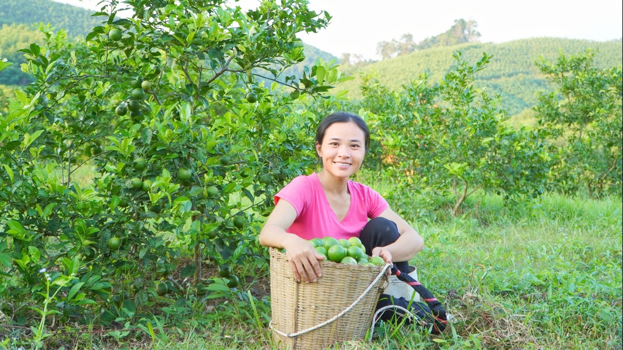Rare Green Lemons: Harvesting Secrets and Quick Sales | Single Mom Builds Crape Myrtle Garden