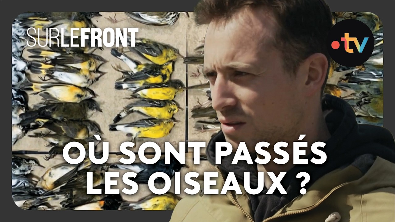 La disparition inquiétante des oiseaux : que se passe-t-il vraiment ? - Sur le front