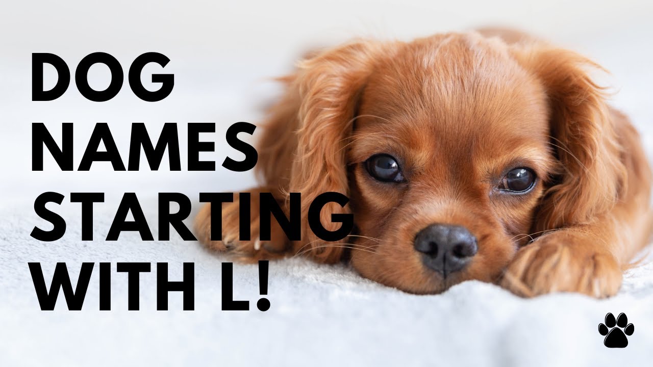 🐶 Dog Names Starting With L 🐾 46 TOP 🐾 CUTE Ideas | Names