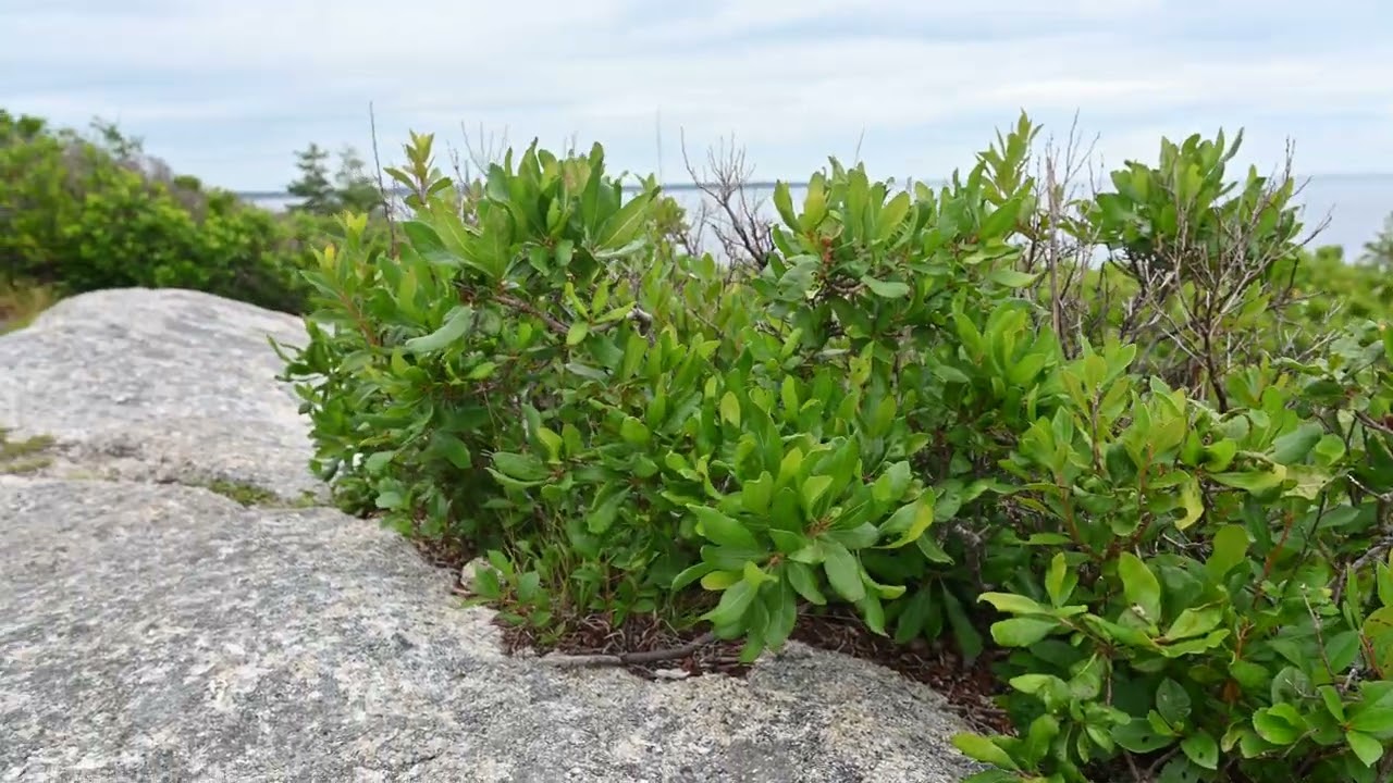Myrica (Morella) pensylvanica, the northern bayberry - habitat