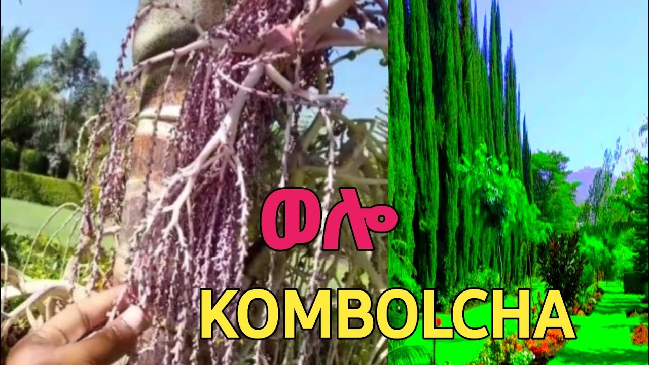 ሰናይት መናፈሻ ወሎ ኮምቦልቻ ላስቃኛችሁ?#visit #wollo #vlog #ወሎ #kombolcha #መዝናኛ #ethiopia