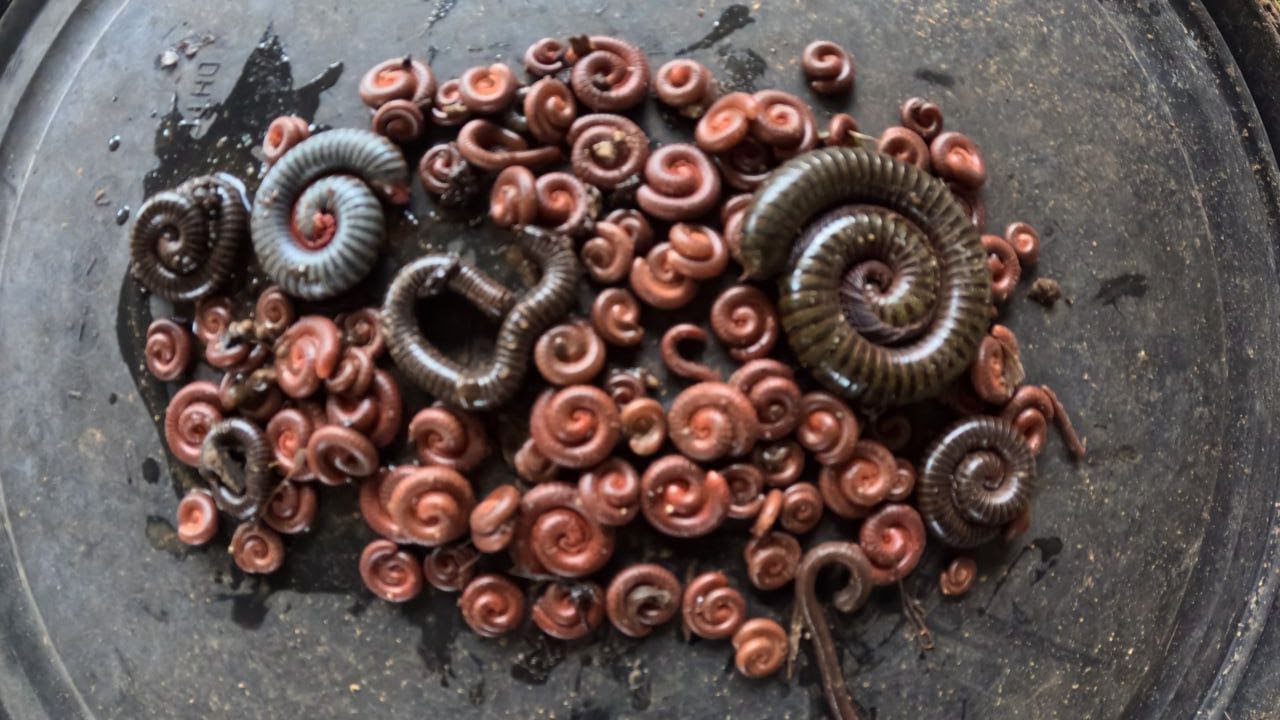Hundreds of Millipedes Curling Up – Nature’s Fascinating Defense Mechanism! 🐛🌀