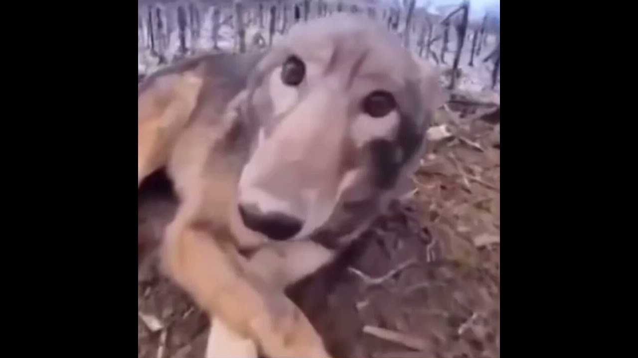 Wolf jumpscare