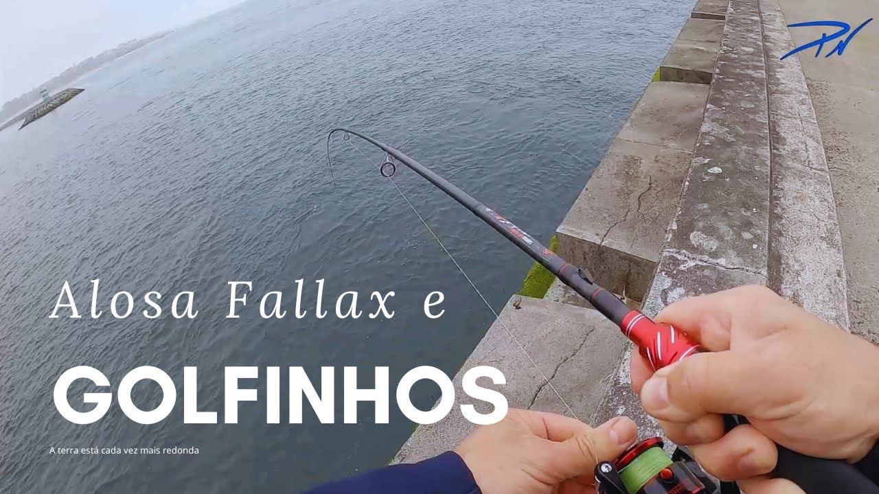 Alosa Fallax e Golfinhos na Foz do Douro - Porto