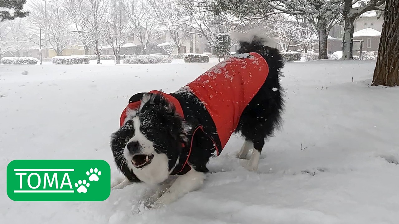 珍しい雪でバグったボーダーコリー【保護犬5年目】