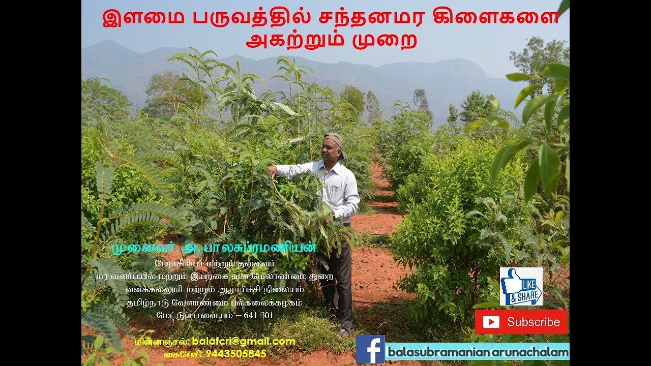 இளமை பருவத்தில் சந்தனமர கிளைகளை அகற்றும் முறை