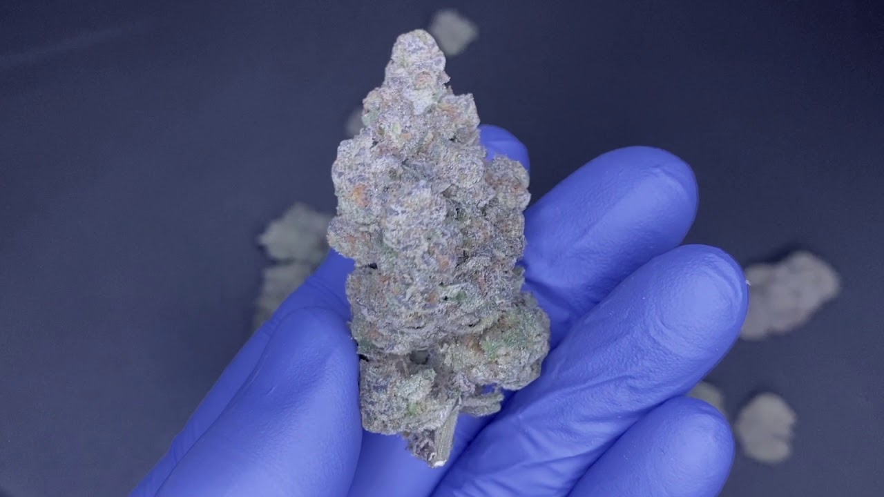 &ldquo;FRESCO&rdquo; A NEW CANNABIS STRAIN FROM THE BAKERIE