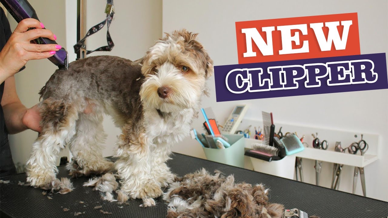 Pet Hair Clipper | Andis Clipper #andis