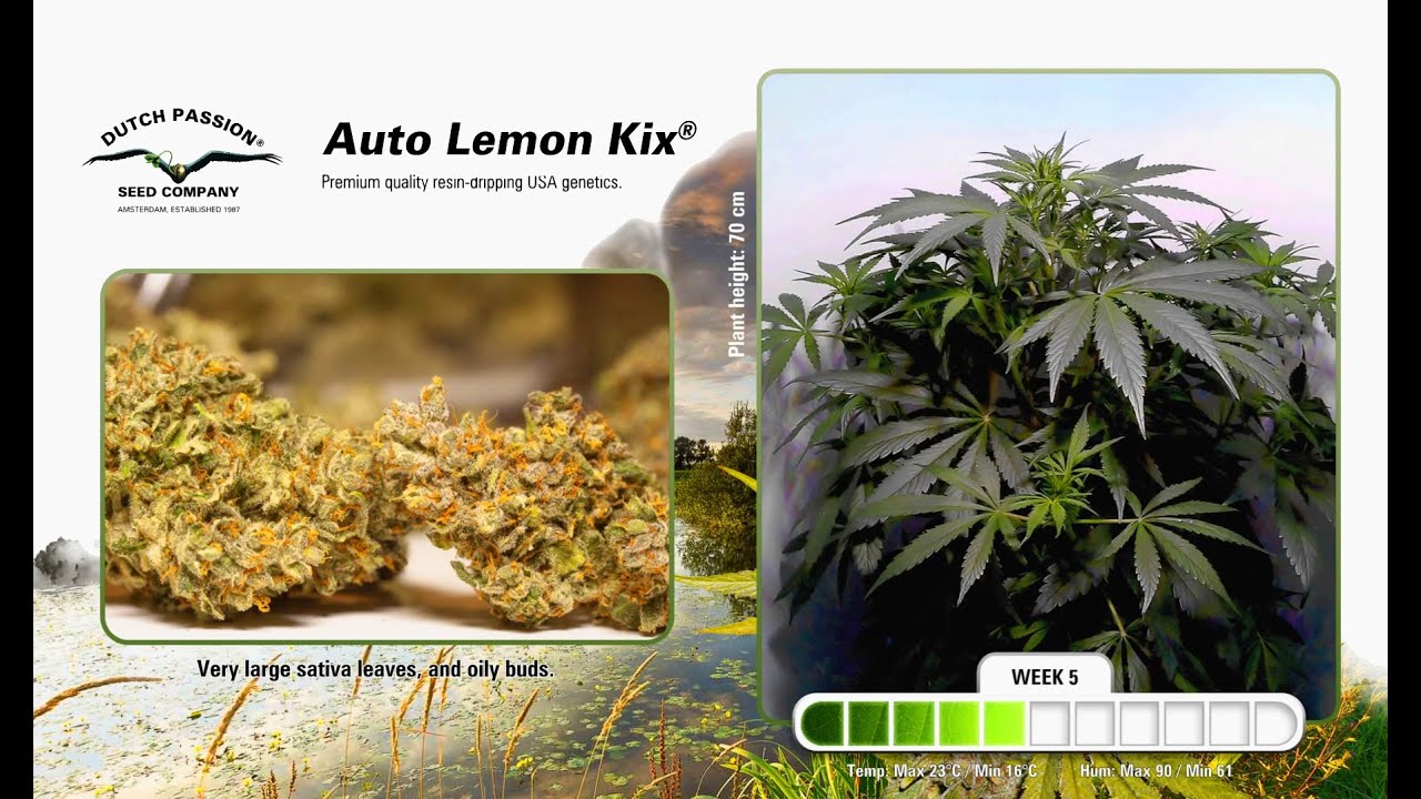Auto Lemon Kix - Timelapse of Growing Cannabis