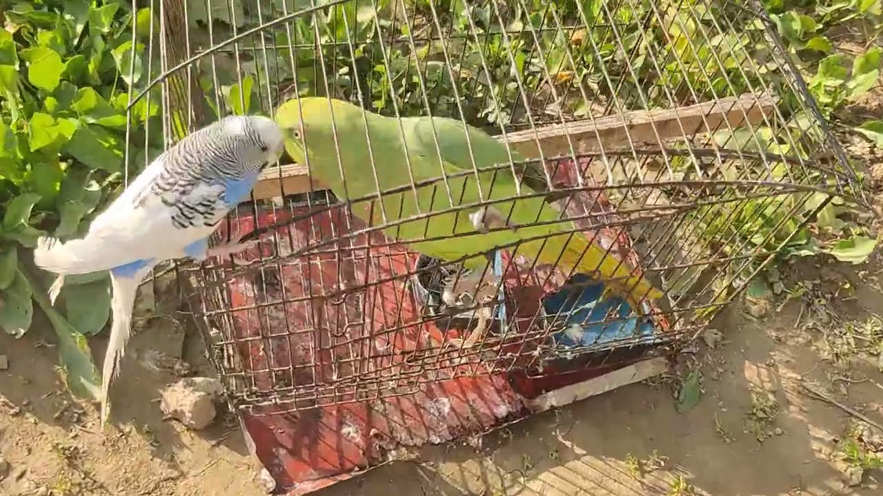 Talking birds happy in nature | WY palak best for birds | Ashfaq muhammad