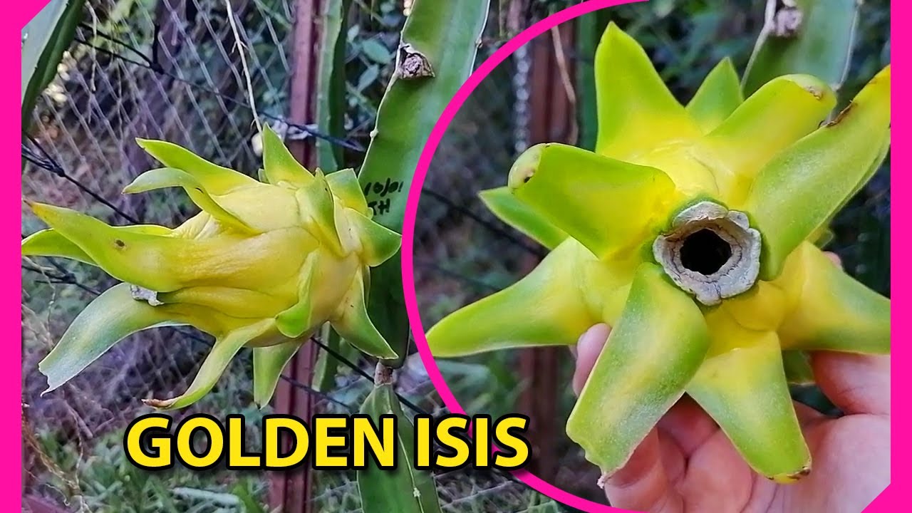 Pitahaya variedad GOLDEN ISIS Australiana || Amarilla sin espinas