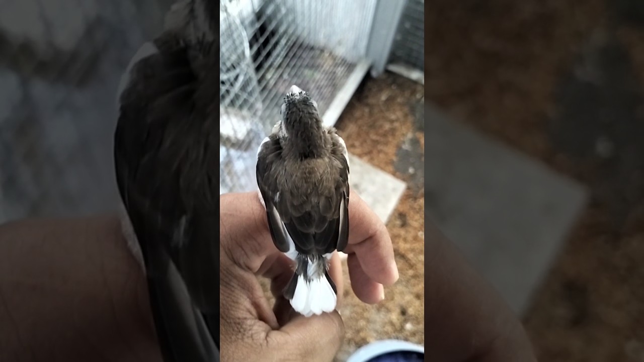 Emje X Emprit Peking F1 #hibrida #emje