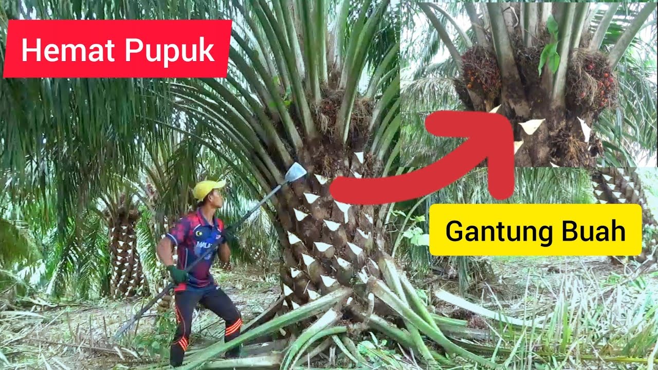 Cara Pruning Sawit Di Malaysia Seperti Ini