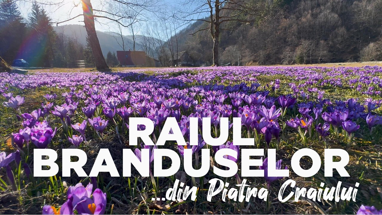 Au inflorit brânduşele in Munții Piatra Craiului, zona Plaiul Foii, Braşov, Romania, 13 martie 2026