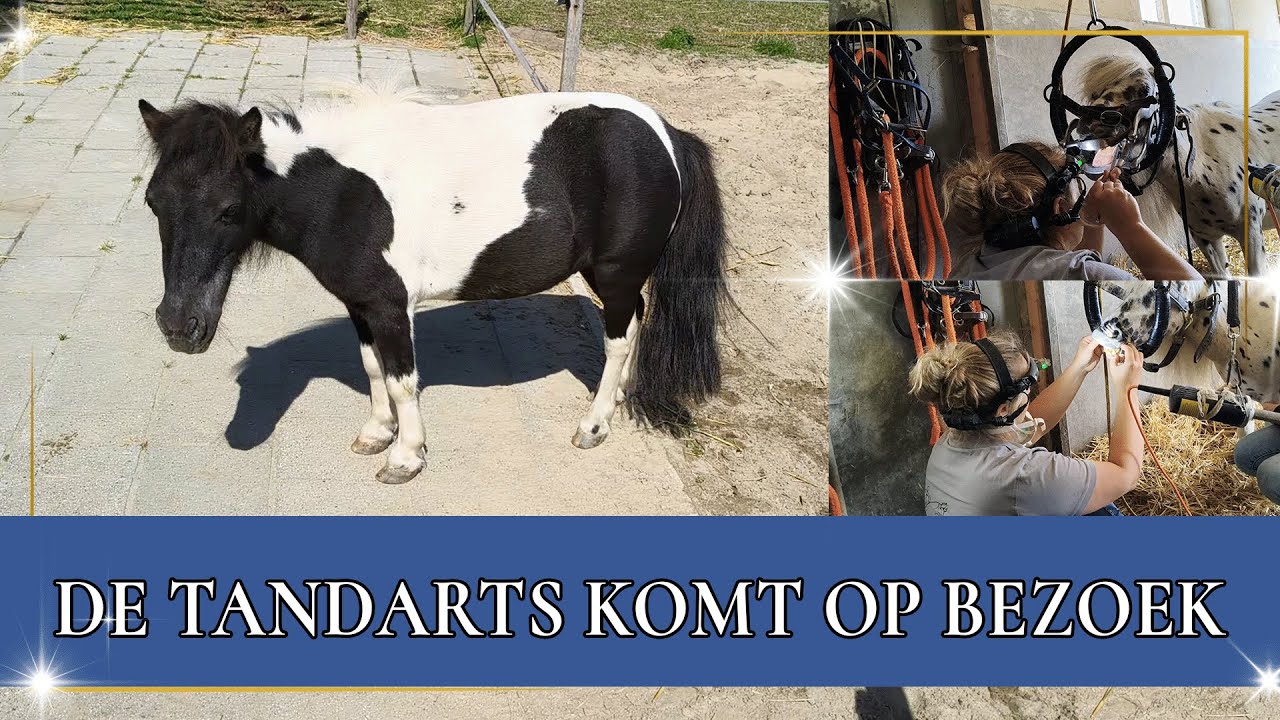Skittles en Smarties moeten naar de tandarts | PaardenpraatTV