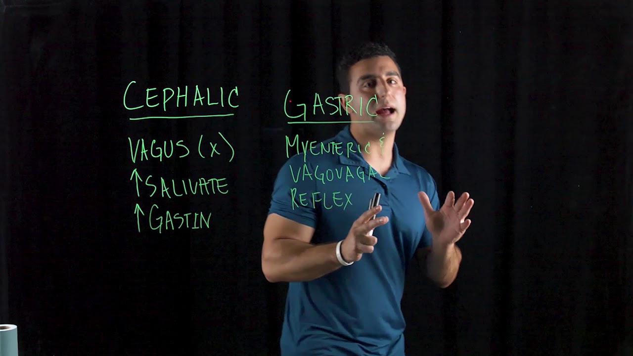 Phases of Digestion