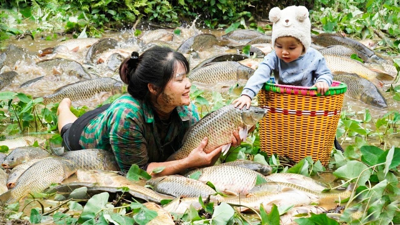 A Poor Single Mother Catching of giant fish of hidden taro plants, posing many dangers - Catch Fish