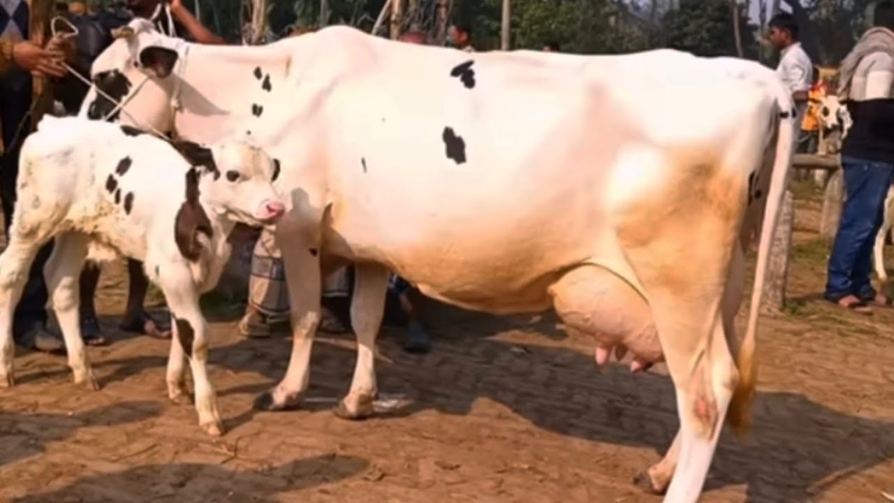 ৩ ফ্রেব্রুয়ারী ২০২৬ || ফ্রিজিয়ান দুধের গাভী বাচ্চার বাজার চান্দাইকোনা হাট থেকে হাটের শেষ মুহূর্তে 