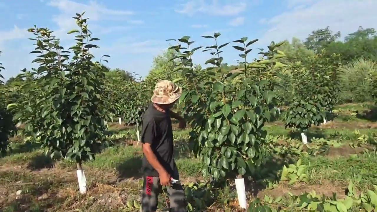 DIOSPIRETI IN GEORGIA: POTATURA DI FORMAZIONE ESTIVA