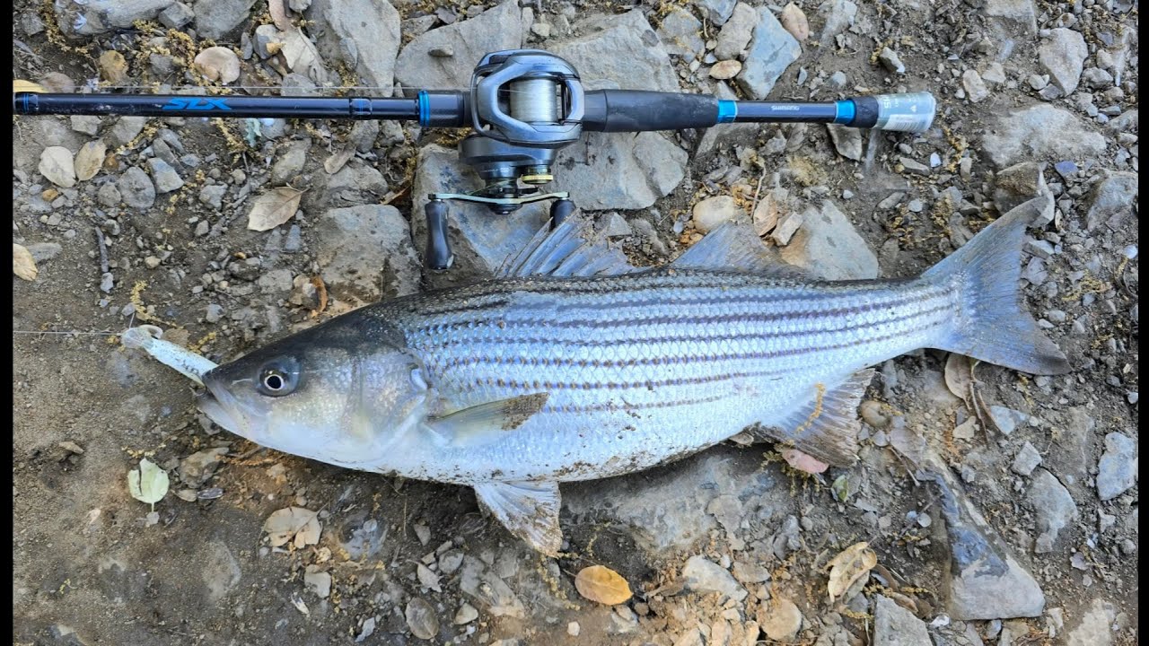 LIMIT out in 30 minutes on the Sacramento river striper fishing with jerkbait