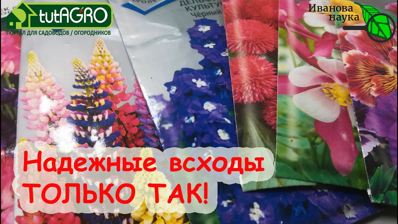 БЫСТРЫЕ ВСХОДЫ - ТОЛЬКО ТАК! Стратификация семян для надежных и дружных всходов.
