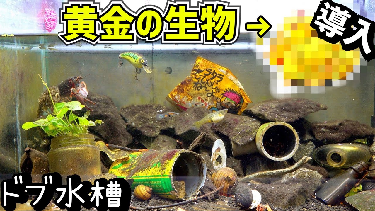 ドブで捕まえた金色の生物をドブ水槽へ入れる！【ドブ川水槽17】